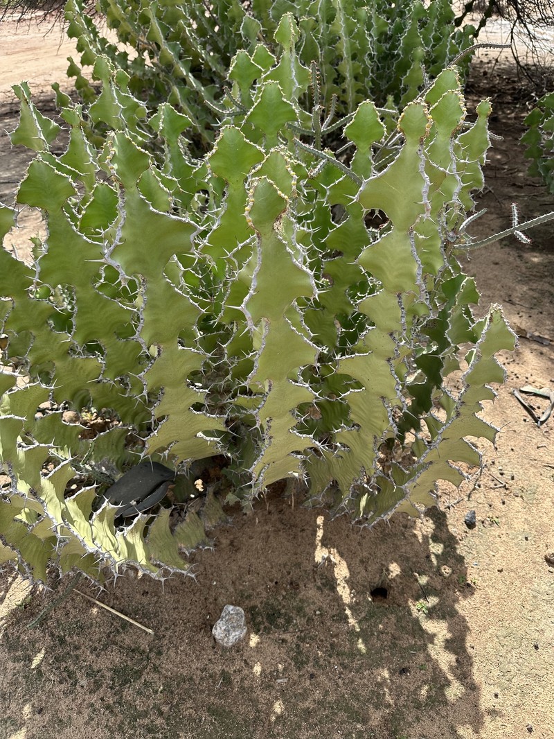 Euphorbia cooperi var. calidicola photo 3
