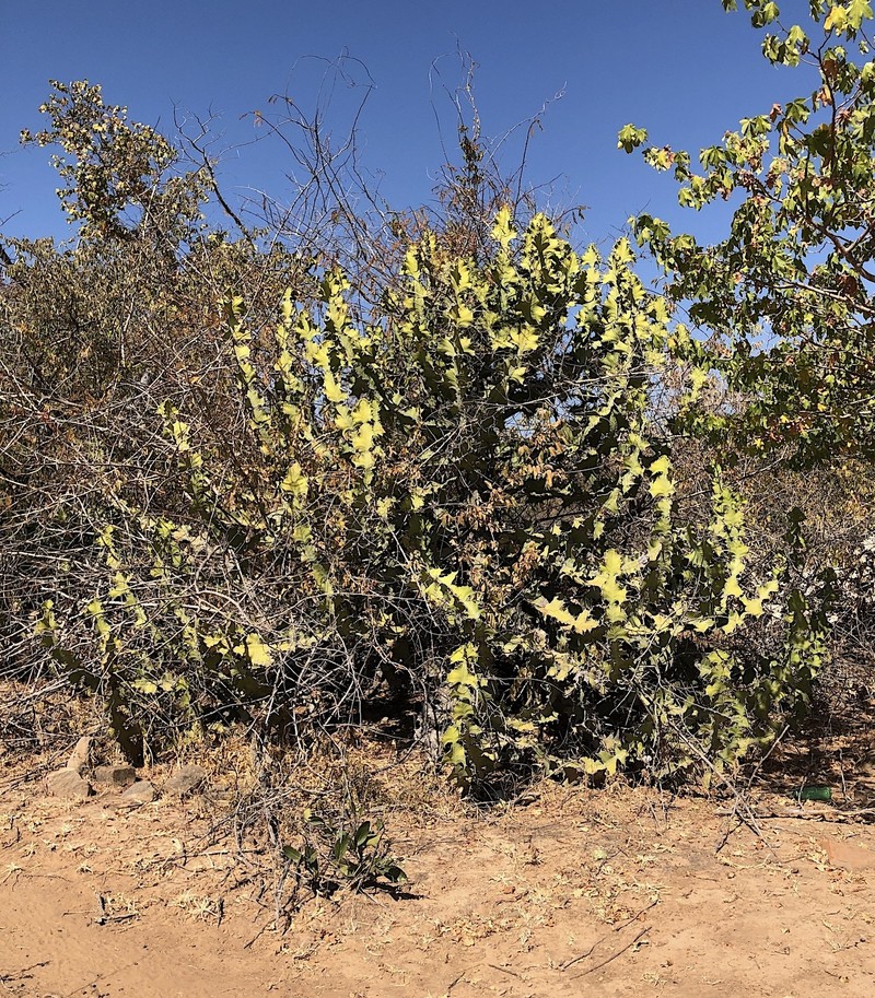 Euphorbia cooperi var. calidicola photo 4