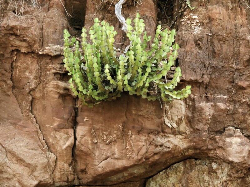 Euphorbia cooperi var. calidicola photo 5
