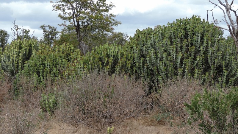 Euphorbia cooperi var. calidicola photo 6