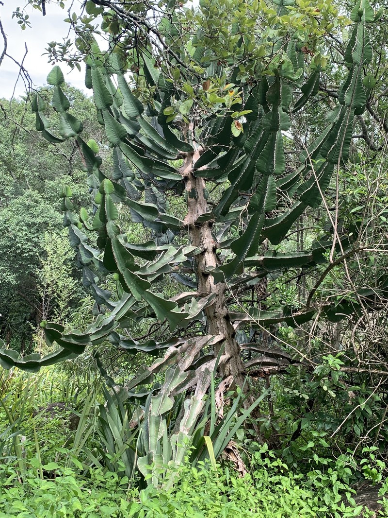 Euphorbia cooperi var. cooperi