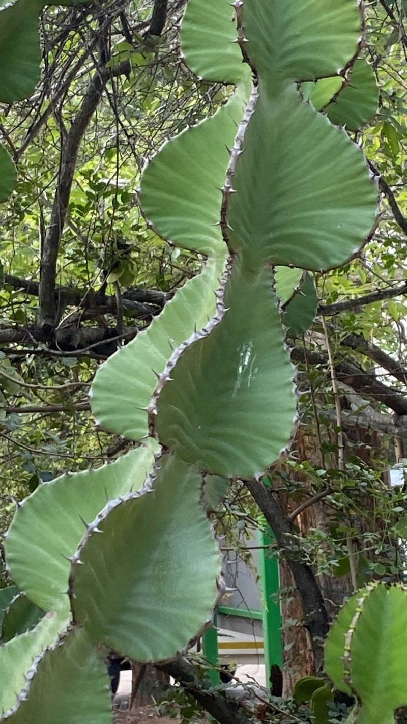 Euphorbia cooperi var. cooperi photo 2