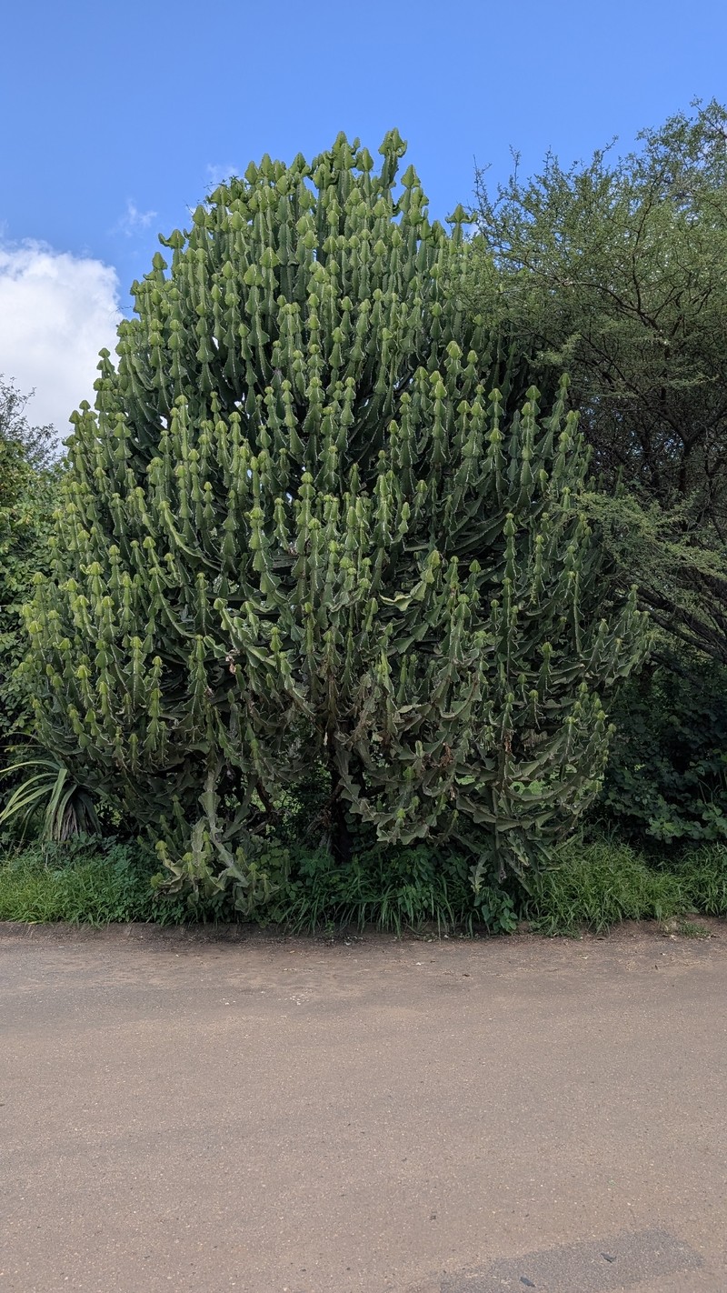 Euphorbia cooperi var. cooperi photo 3