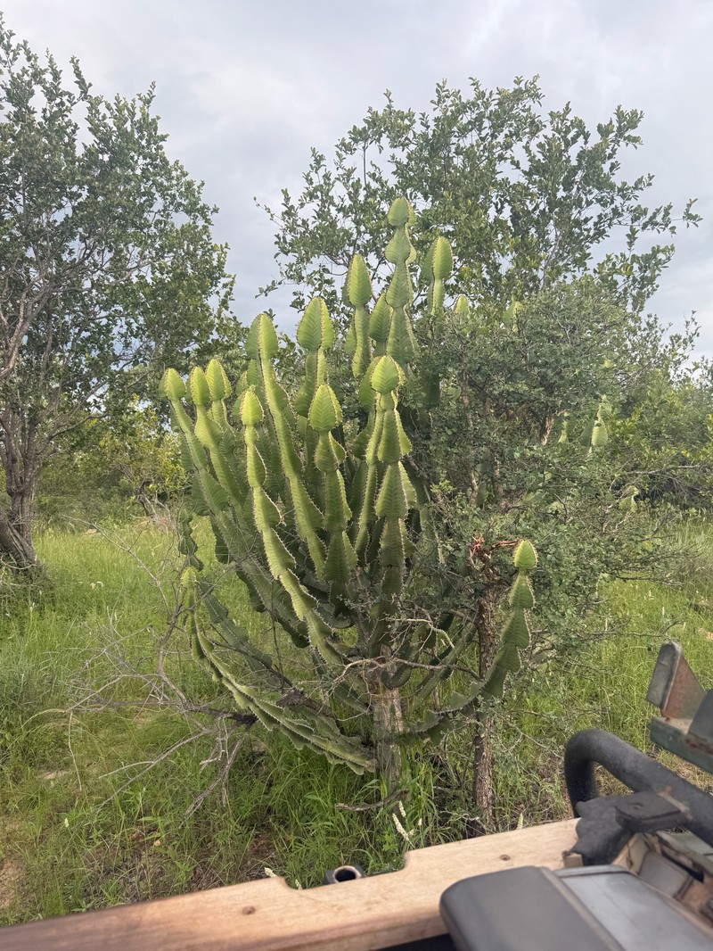 Euphorbia cooperi var. cooperi photo 4