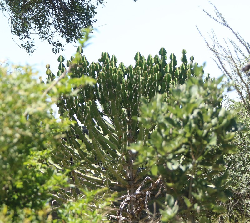 Euphorbia cooperi var. cooperi photo 5