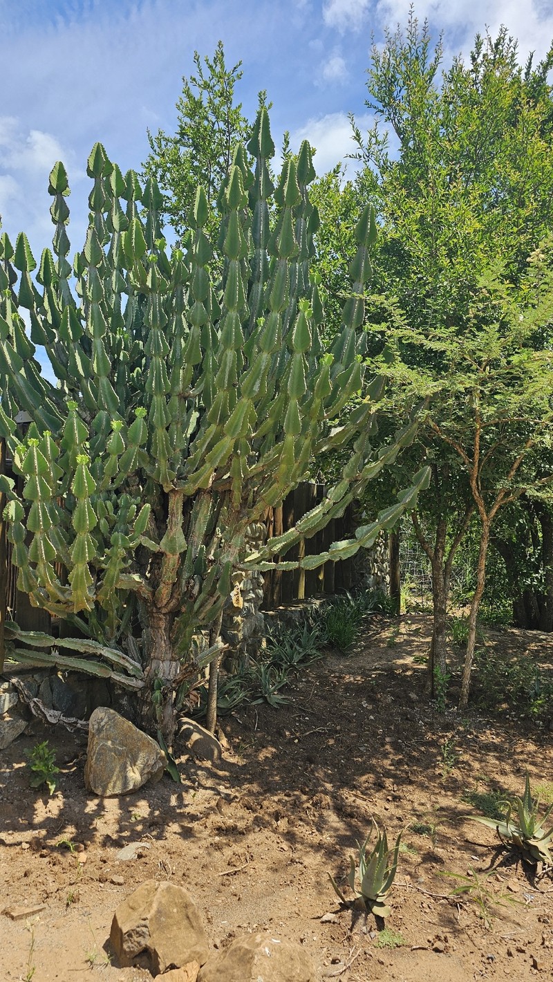 Euphorbia cooperi var. cooperi photo 6
