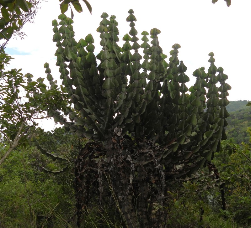 Euphorbia cooperi var. cooperi photo 8