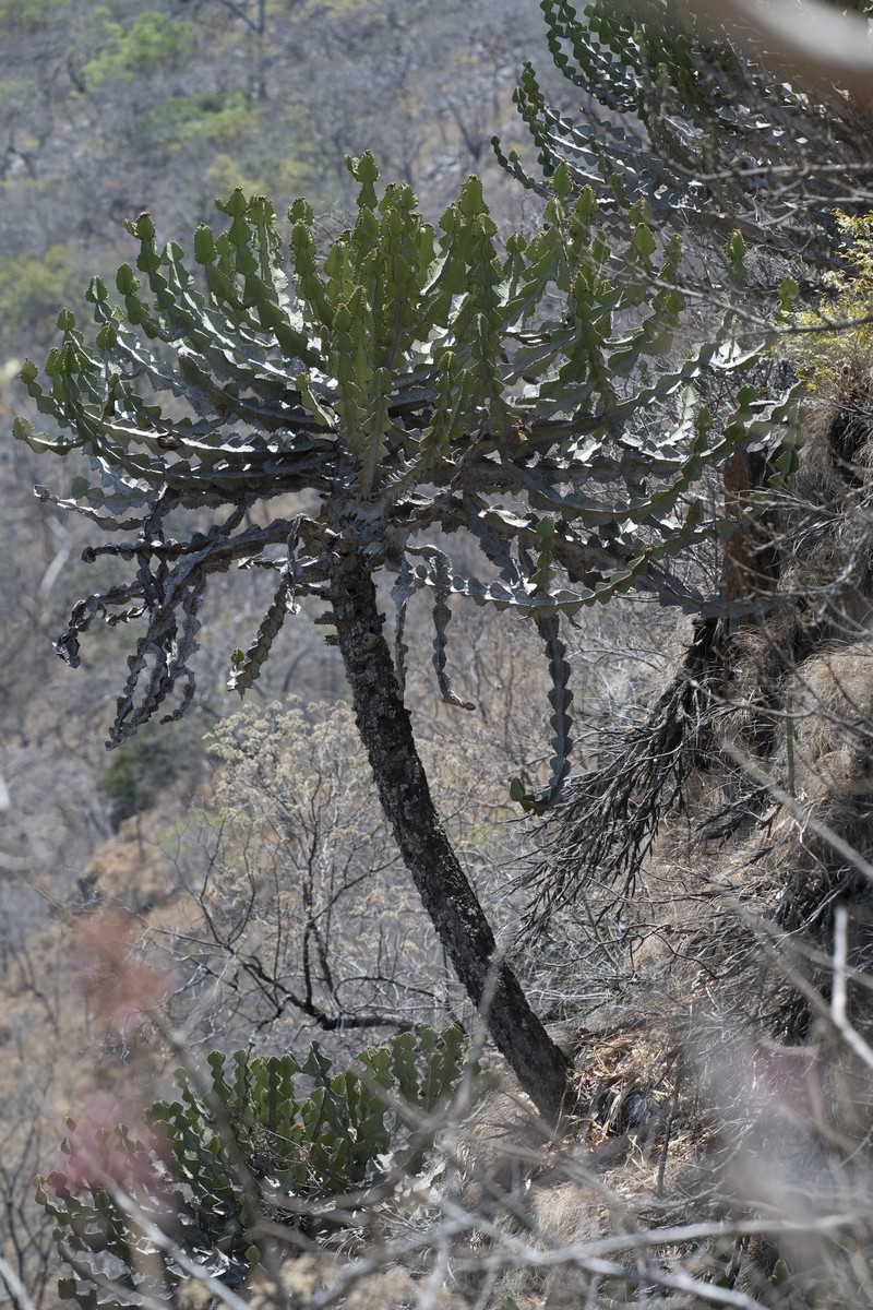 Euphorbia cooperi var. ussanguensis