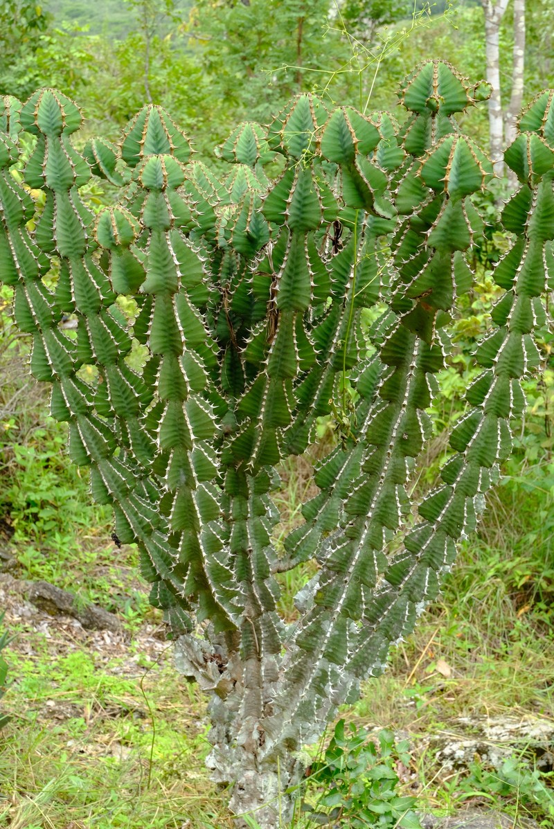 Euphorbia cooperi var. ussanguensis photo 2