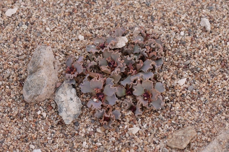 Euphorbia copiapina
