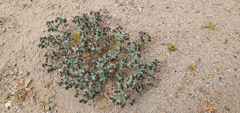Euphorbia copiapina photo 2