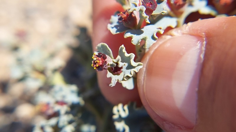 Euphorbia copiapina photo 3