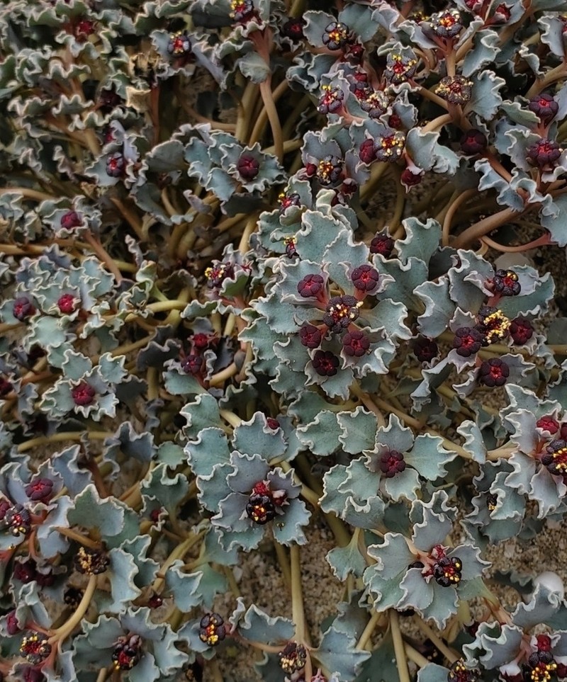 Euphorbia copiapina photo 4