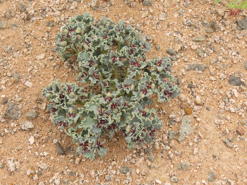 Euphorbia copiapina photo 5