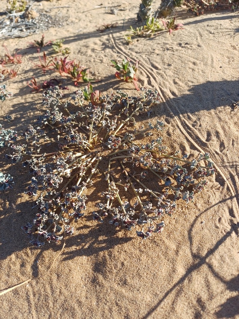 Euphorbia copiapina photo 6