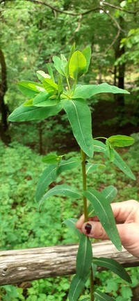 Euphorbia corallioides