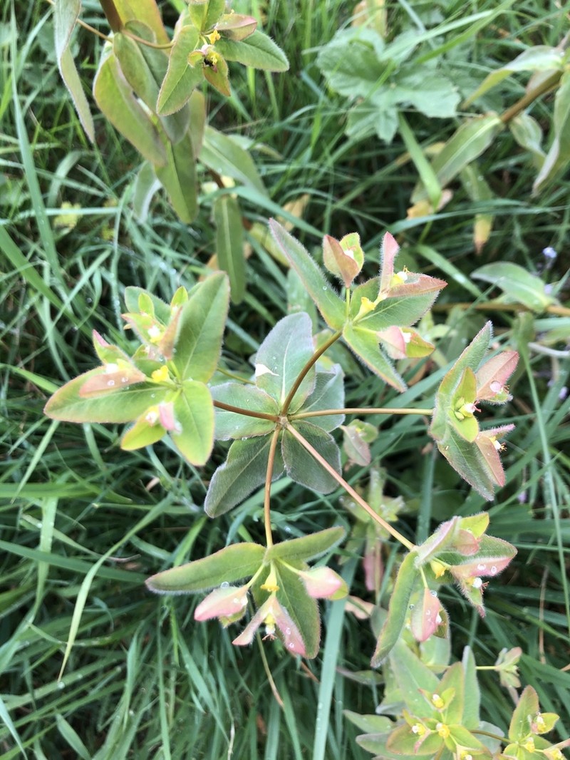 Euphorbia corallioides photo 2
