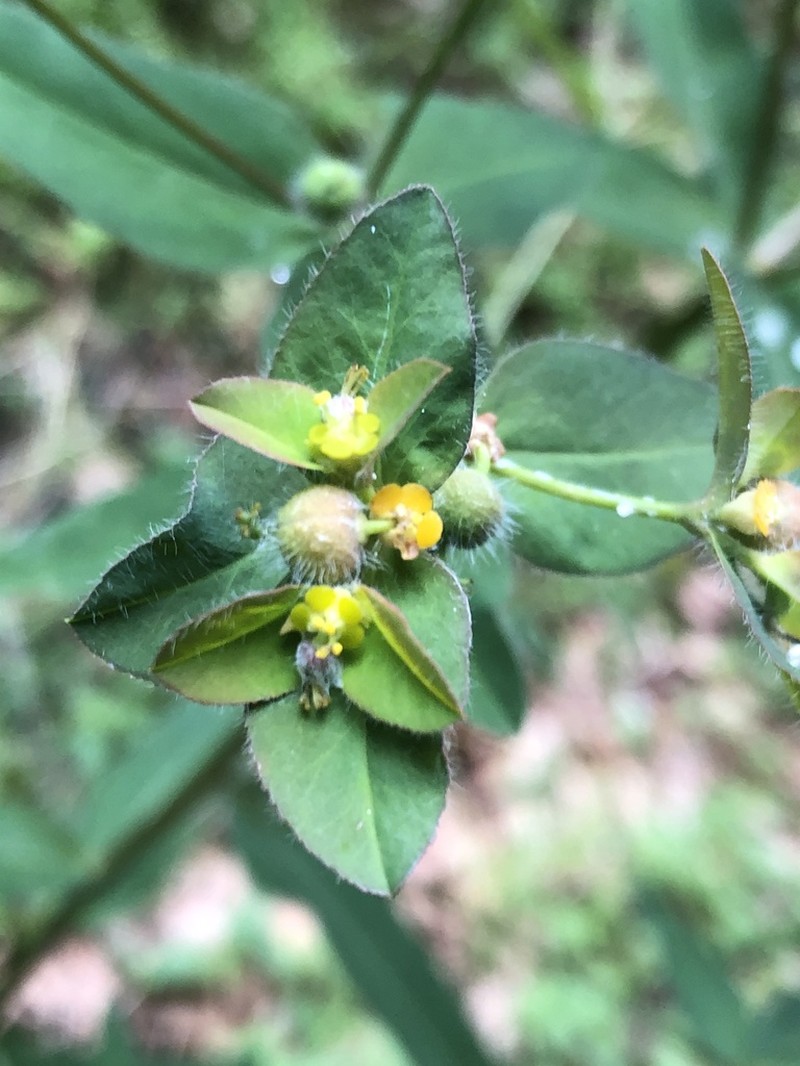 Euphorbia corallioides photo 3