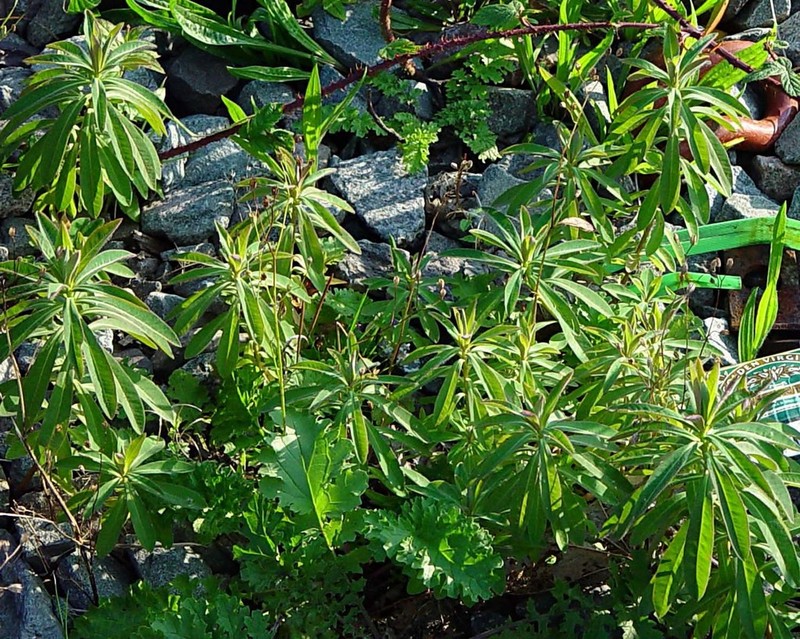 Euphorbia corallioides photo 4