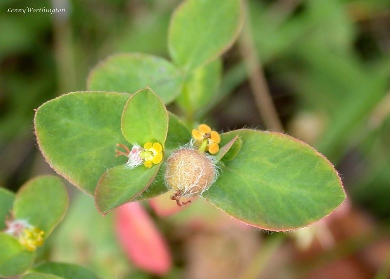 Euphorbia corallioides photo 5