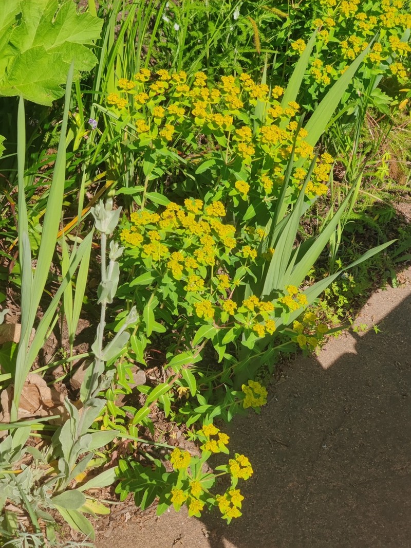 Euphorbia corallioides photo 6