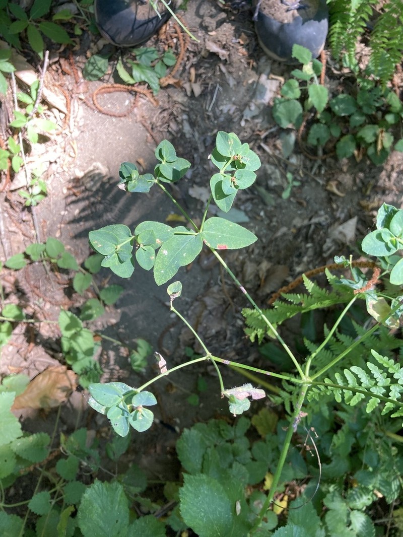 Euphorbia corallioides photo 8