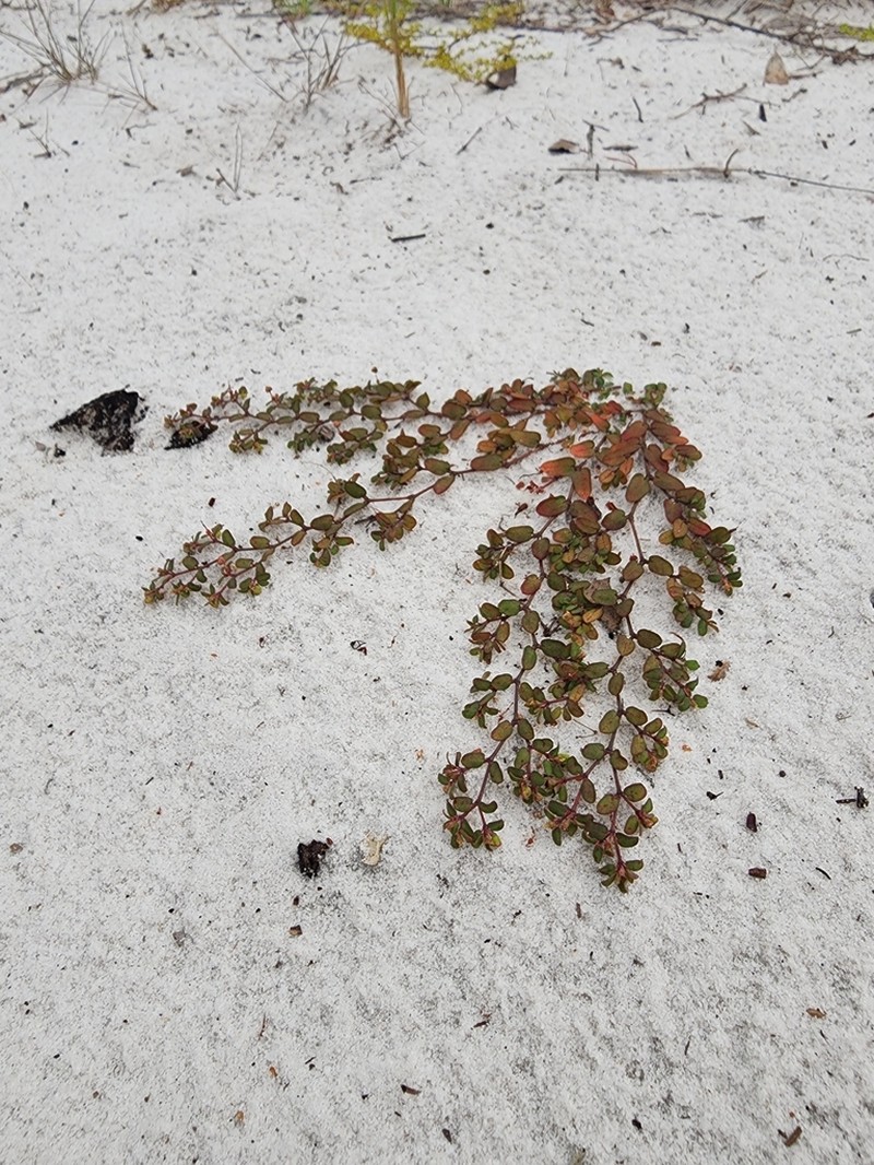 Heartleaf Sandmat photo 2