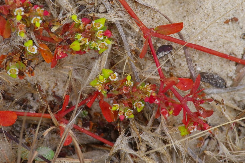 Heartleaf Sandmat photo 4