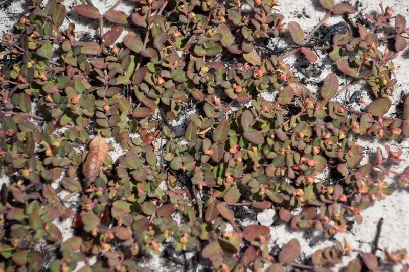 Heartleaf Sandmat photo 5