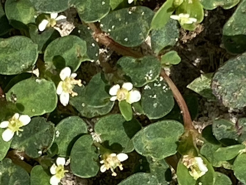 Heartleaf Sandmat photo 6