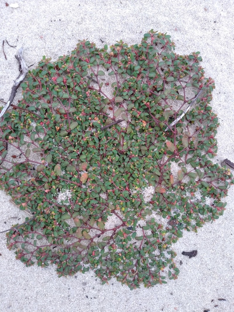 Heartleaf Sandmat photo 7
