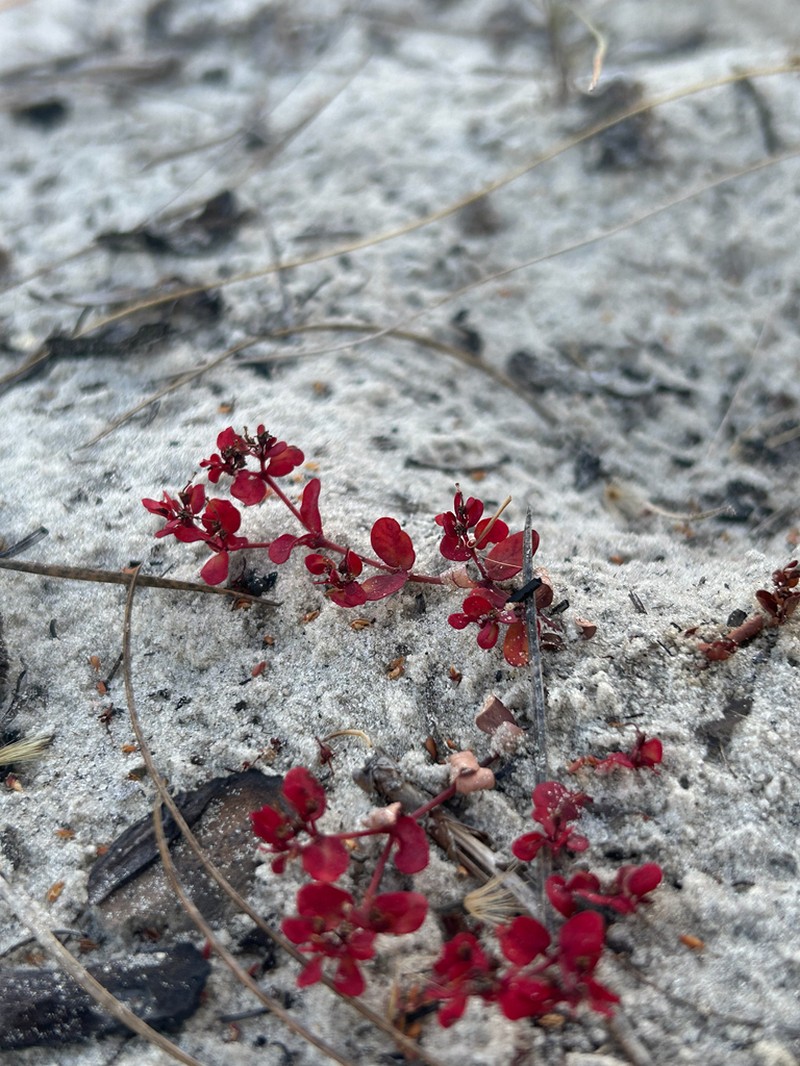 Heartleaf Sandmat photo 8