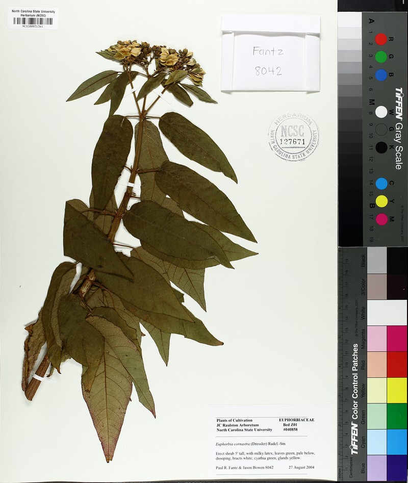 Euphorbia cornastra