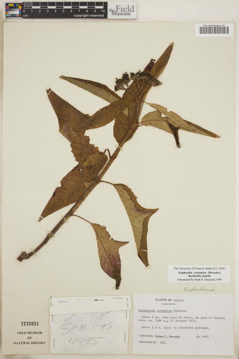 Euphorbia cornastra photo 4