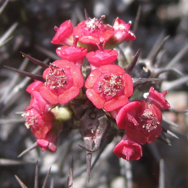 Euphorbia corniculata