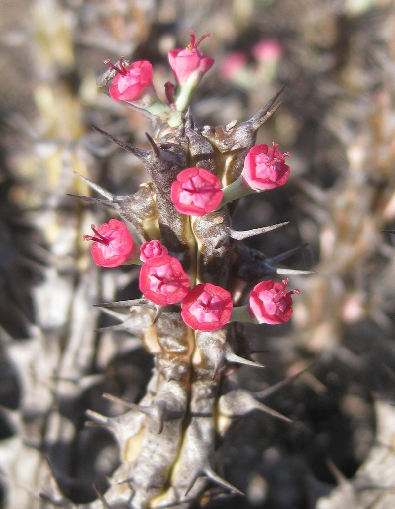 Euphorbia corniculata photo 4