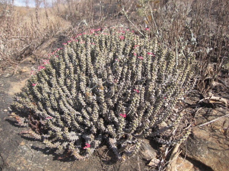 Euphorbia corniculata photo 5