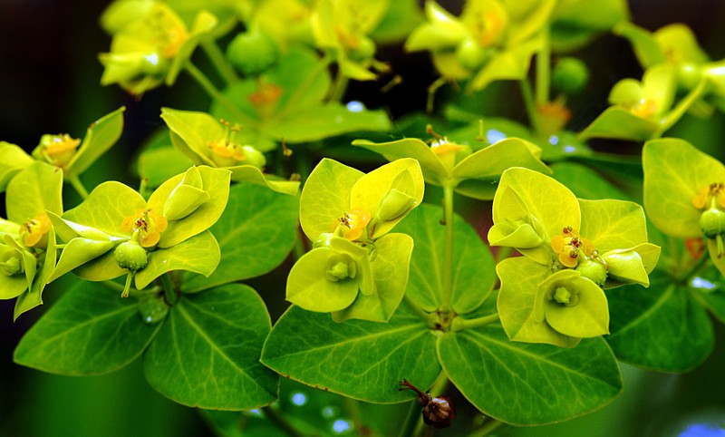 Euphorbia cornigera