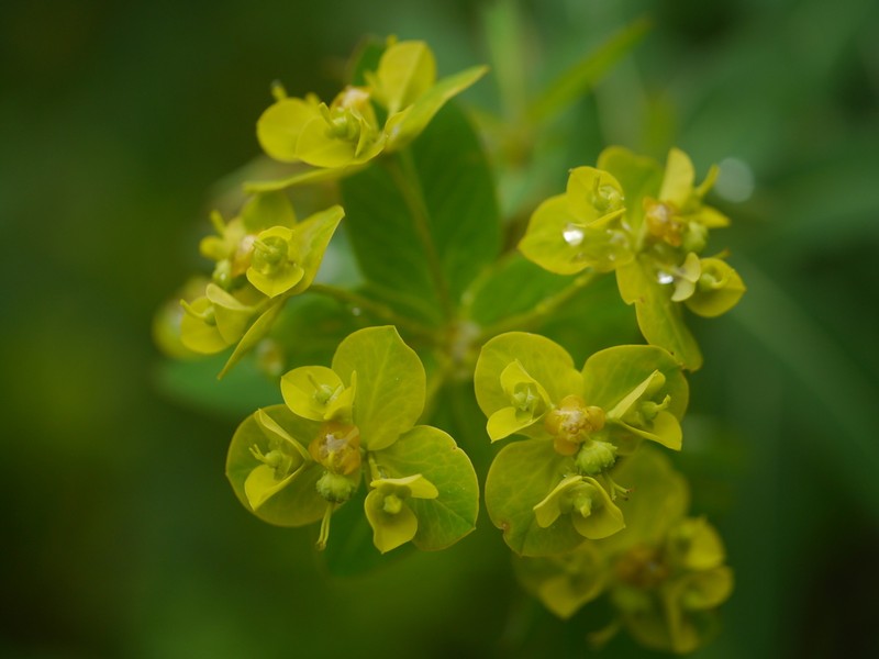 Euphorbia cornigera photo 2