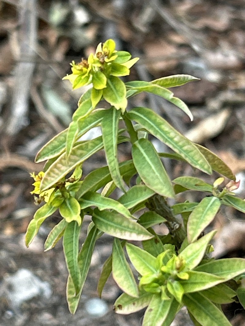 Euphorbia cornigera photo 3