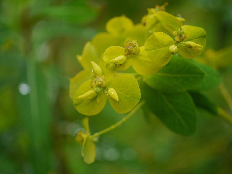 Euphorbia cornigera photo 4