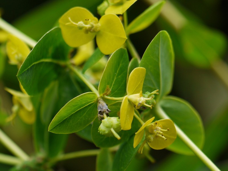 Euphorbia cornigera photo 5