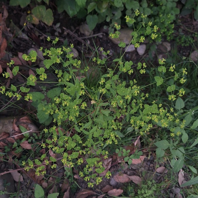 Euphorbia cornigera photo 6