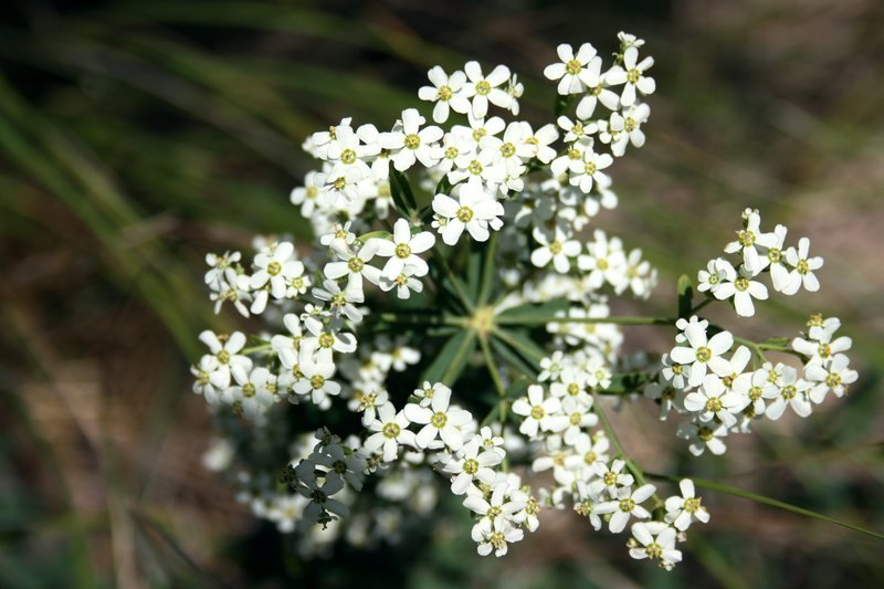 Flowering Spurge