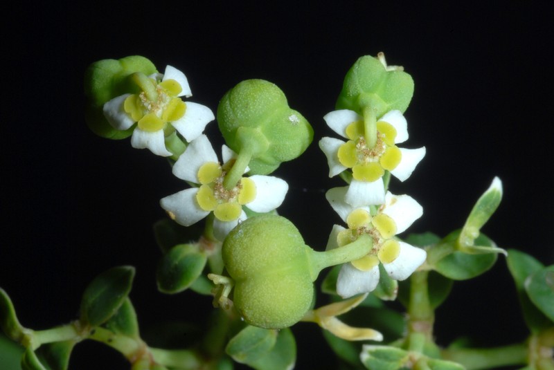 Flowering Spurge