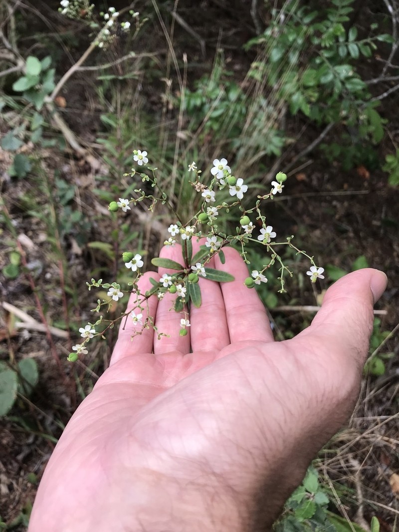 Flowering Spurge photo 2