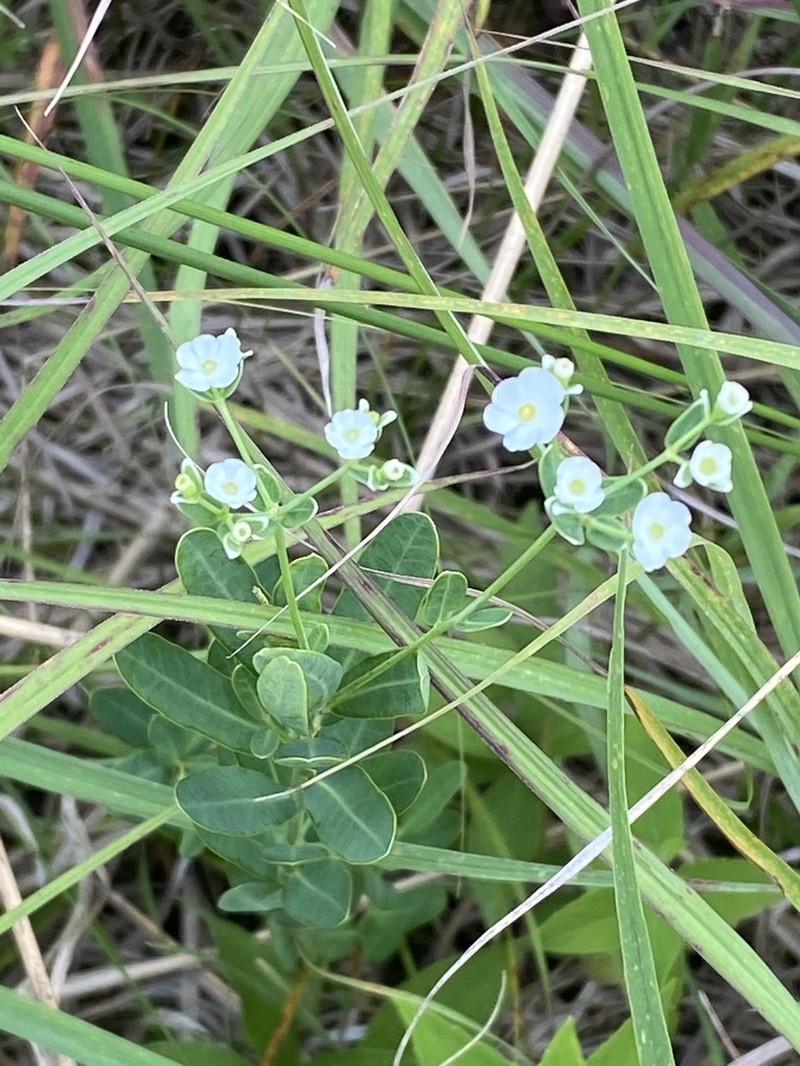 Flowering Spurge photo 3