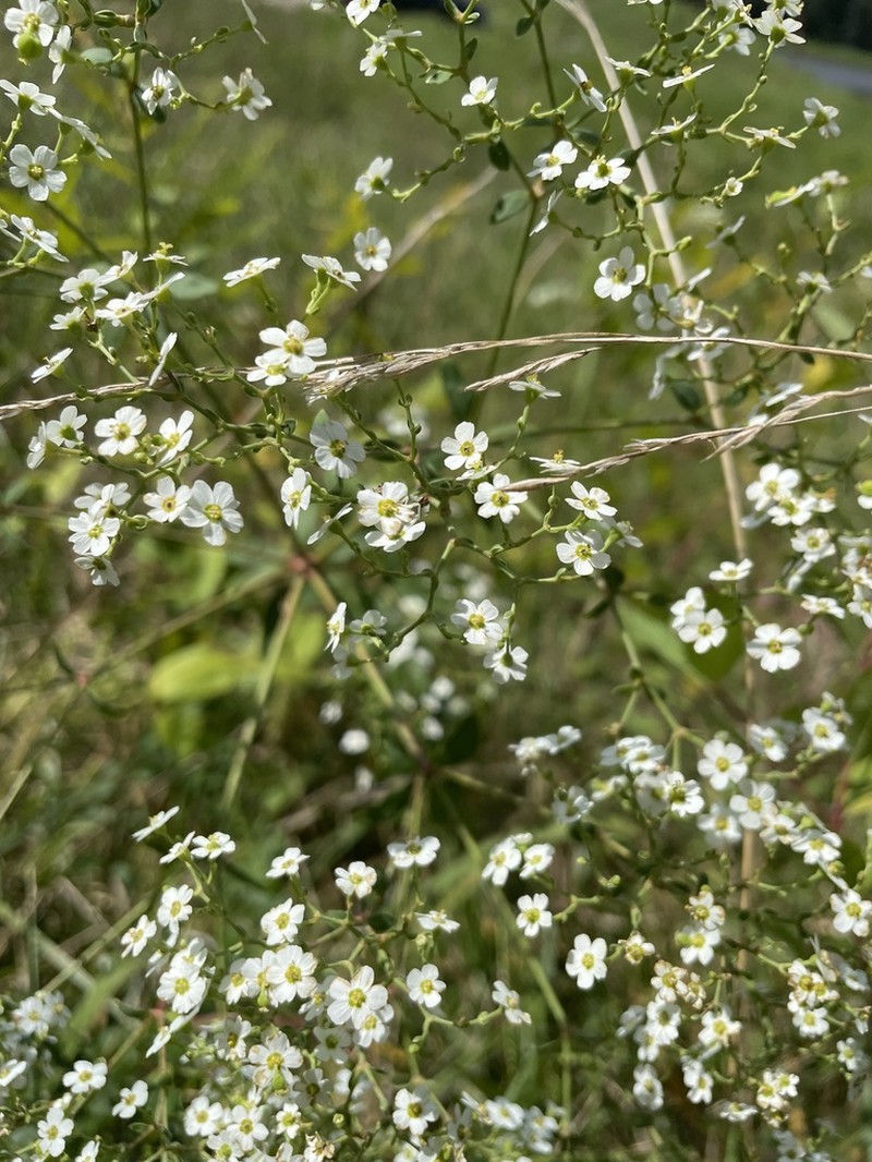 Flowering Spurge photo 4
