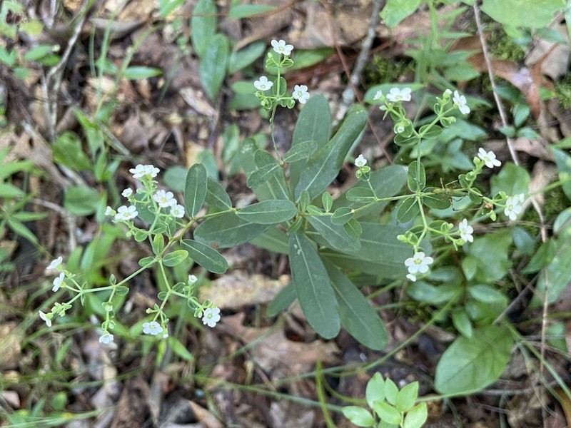 Flowering Spurge photo 5