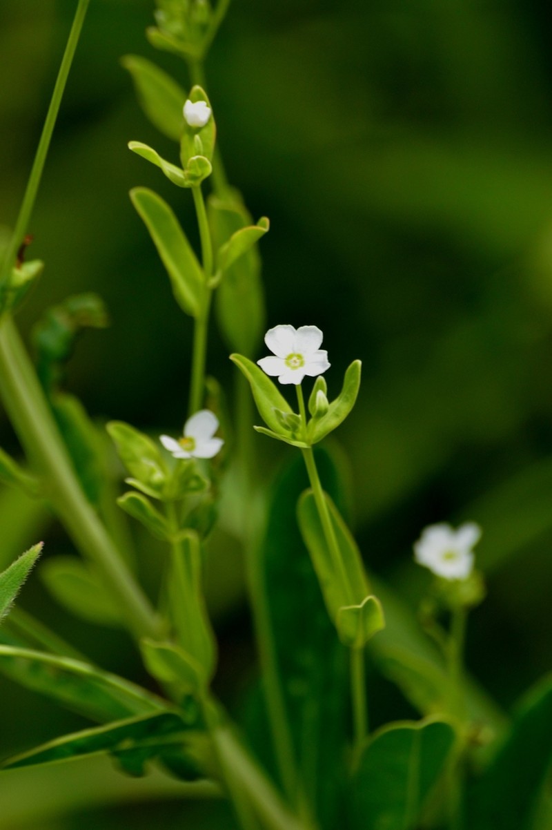 Flowering Spurge photo 6